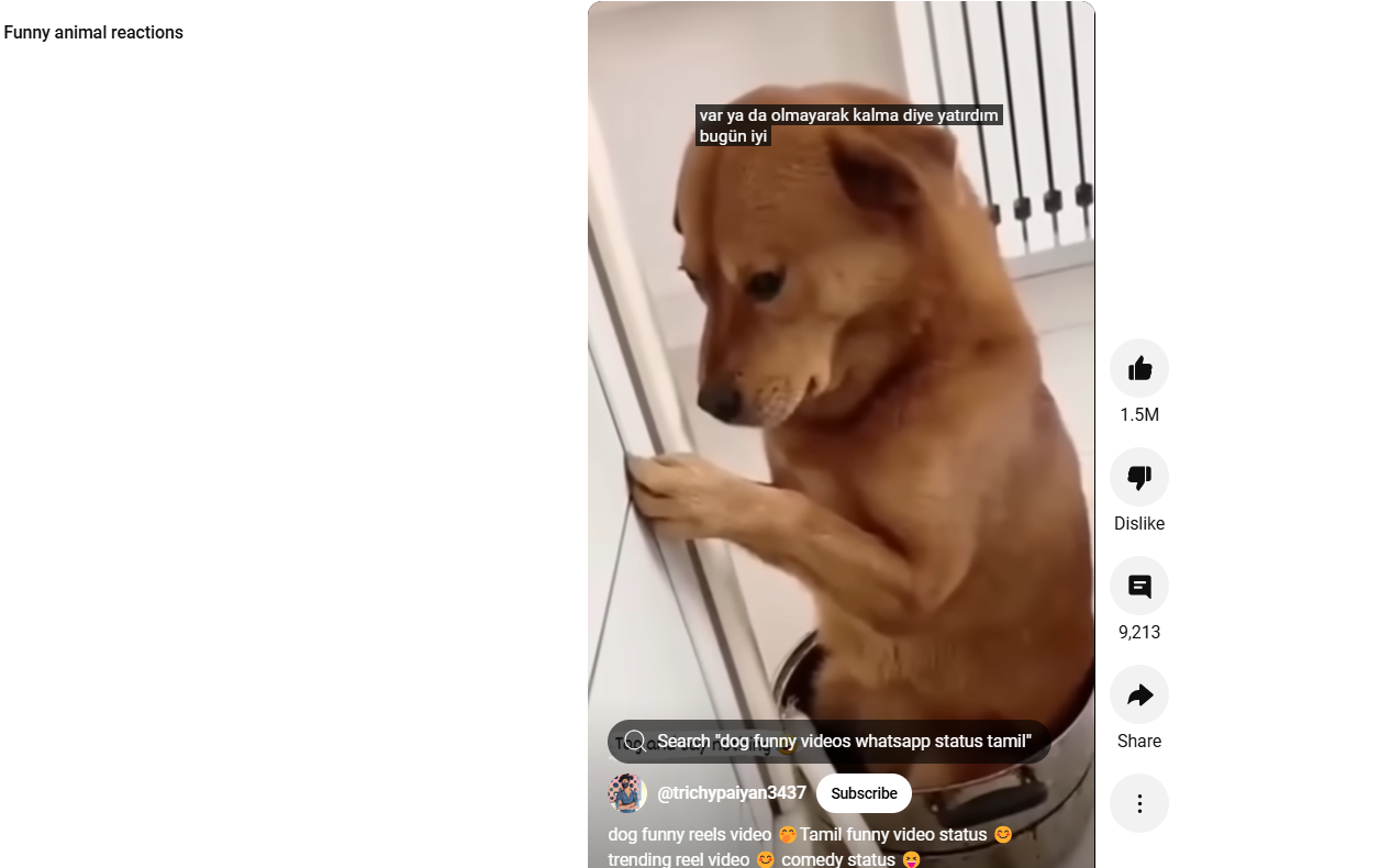 Curtas engraçados do YouTube com reações engraçadas de animais